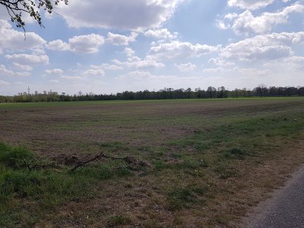 Aligse Feldmark Kreuzeiche