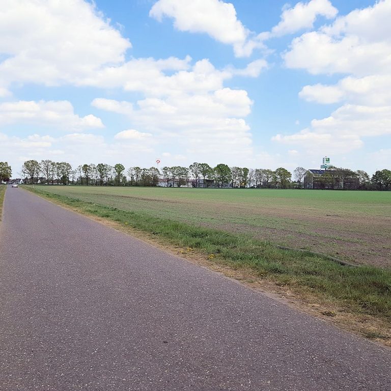 Aligse Feldmark Kreuzeiche